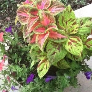 Meet your Posher, Peggy